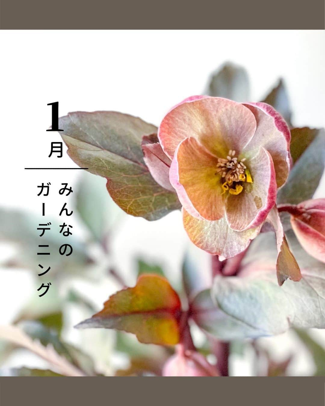 LOVEGREEN -植物と暮らしを豊かに。のインスタグラム