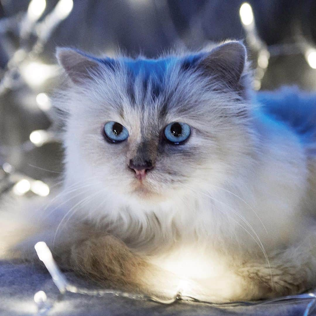 カールラガーフェルドさんのインスタグラム写真 - (カールラガーフェルドInstagram)「Feeling blue on this Monday morning? @choupetteofficiel is here to help! 🐾 #KARLAGERFELD #bluemonday Picture by @saillantolivier」1月18日 21時17分 - karllagerfeld