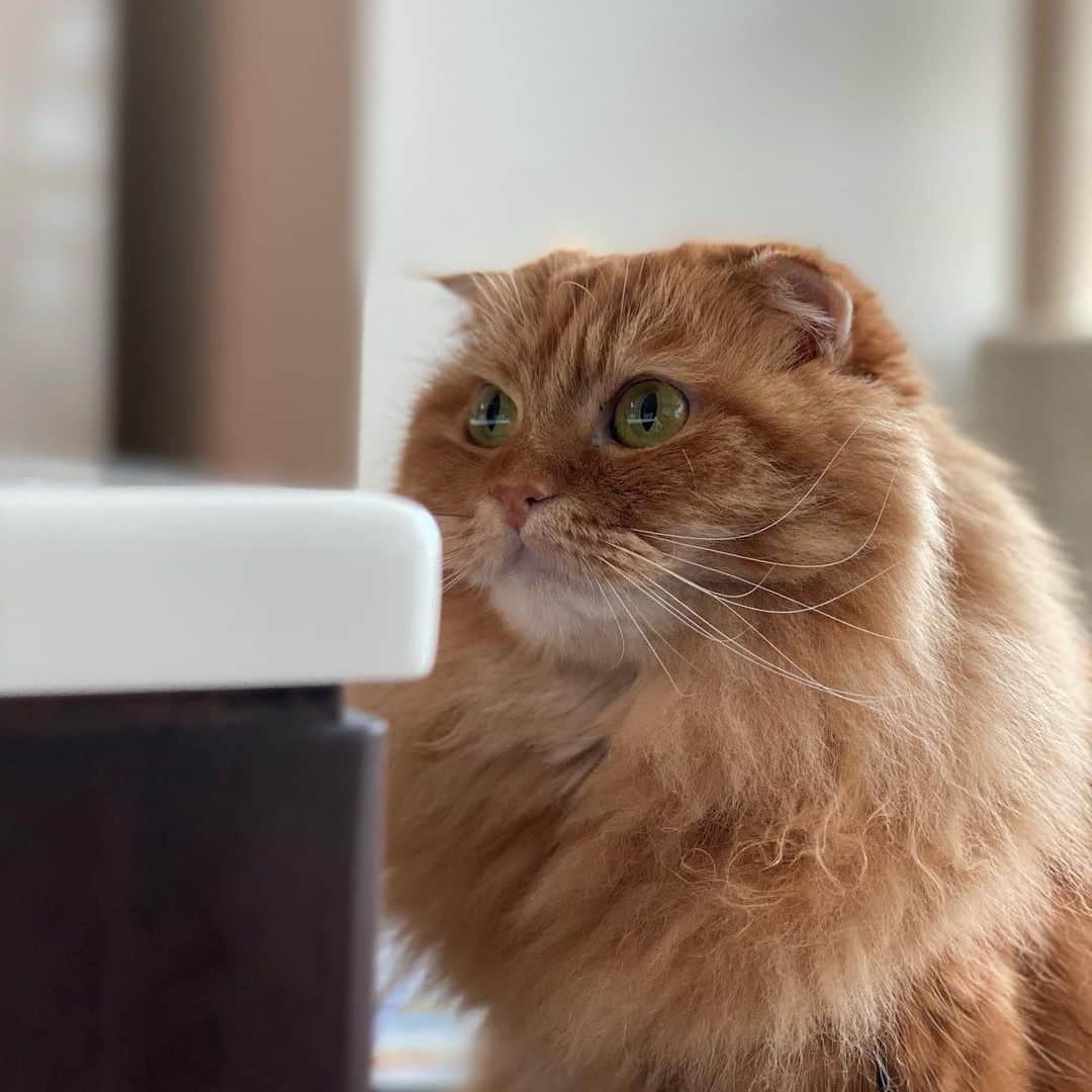 井上富美子さんのインスタグラム写真 - (井上富美子Instagram)「テーブルの上の花が 気になる様子🐱  今日は夫の誕生日  生まれてきてくれて  出逢ってくれて  いつもわがままに付き合ってくれて  ありがとう🍀  #ねこ #猫 #可愛い #愛しい #癒し #感謝 #生まれてきてくれて #ありがとう #cat #catstagram」1月18日 21時16分 - fumi_ino1222