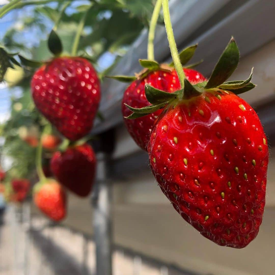 佐藤玲奈のインスタグラム：「＊ 相馬市の和田観光いちご園にて いちご狩り体験🍓🥛  甘くて大きくてとっても美味しかった♪  最近いちごを頂く機会が多くて嬉しい🤍  #和田観光いちご園#いちご#相馬市#20210118 #Nスタふくしま#テレビユー福島#TUF#佐藤玲奈」