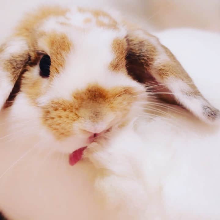 usagraphのインスタグラム：「ぽふぽふぽふ…🐶  意外と優しく掻いてる😳 ＊ ＊ ＊ #うさぎ　#rabbit #bunny #ふわもこ部  #WeeklyFluff #igersjp  #tokyocameraclub #東京カメラ部  #神戸カメラ部  #bunnystagram  #うさぎ部 #ホーランドロップ #hollandlop  #ファインダー越しの私の世界 #art_of_japan #myfujilove  #今日もx日和」