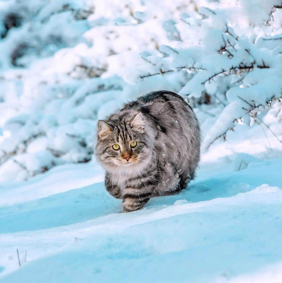 Aww Clubさんのインスタグラム写真 - (Aww ClubInstagram)「Mini Siberian tiger⠀ ⠀ 📷@sterlingsilvercat⠀ ⠀ #meowed #sterlingsilvercat #Traveller #adventurecat #❄️」1月18日 13時00分 - meowed