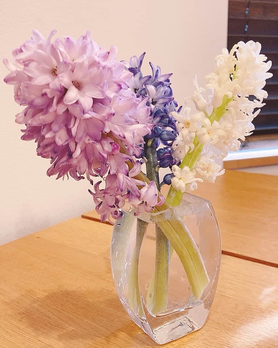 佐藤千晶のインスタグラム：「ヒヤシンス。 甘い香り😊  #ヒヤシンス ちょっとしたところに #お花のある暮らし」