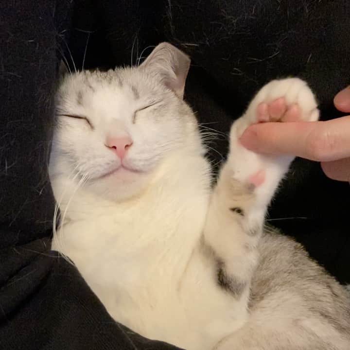 のインスタグラム：「バイバーイしてる🙌✨ .  #猫 #ねこ #にゃんこ #美猫 #ねこ部 #ふわもこ部 #ねこすたぐらむ #ペコねこ部 #猫好きさんと繋がりたい #にゃんすたぐらむ #cat #neko #instacat #catstagram #instagramcats  #catsconnect #meowbox #picneko #bestmeow #catsofinstagram #meowed #rakutenpet」