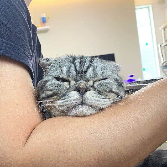 Shishi-maruのインスタグラム：「🐱ねこのきもちWEBMAGAZINE更新されました。「ししまるのあごのせ」のお話です。 お楽しみください。  渋ネコししまるさん】#82 ｜ねこのきもちWEB MAGAZINE  https://cat.benesse.ne.jp/lovecat/content/?id=89464  🐱My essay about Shishi-maru is serialized in a weekly magazine. ーーーーーーーーーーーーー 🌺「渋ネコ ししまるさん」ねこのきもちWEB MAGAZINE にて毎週金曜日エッセイの連載中 ーーーーーーーーーーー 📕「ぷっちねこ。」「3匹のちいさな猫を召喚できたなら」「ちいさな猫を召喚できたなら」徳間書店より単行本発売中 ーーーーーーーーーーー ⭐︎ねこ漫画→@tacos_cat 🌺Twitter →@taco_emonemon ーーーーーーーーーーー」