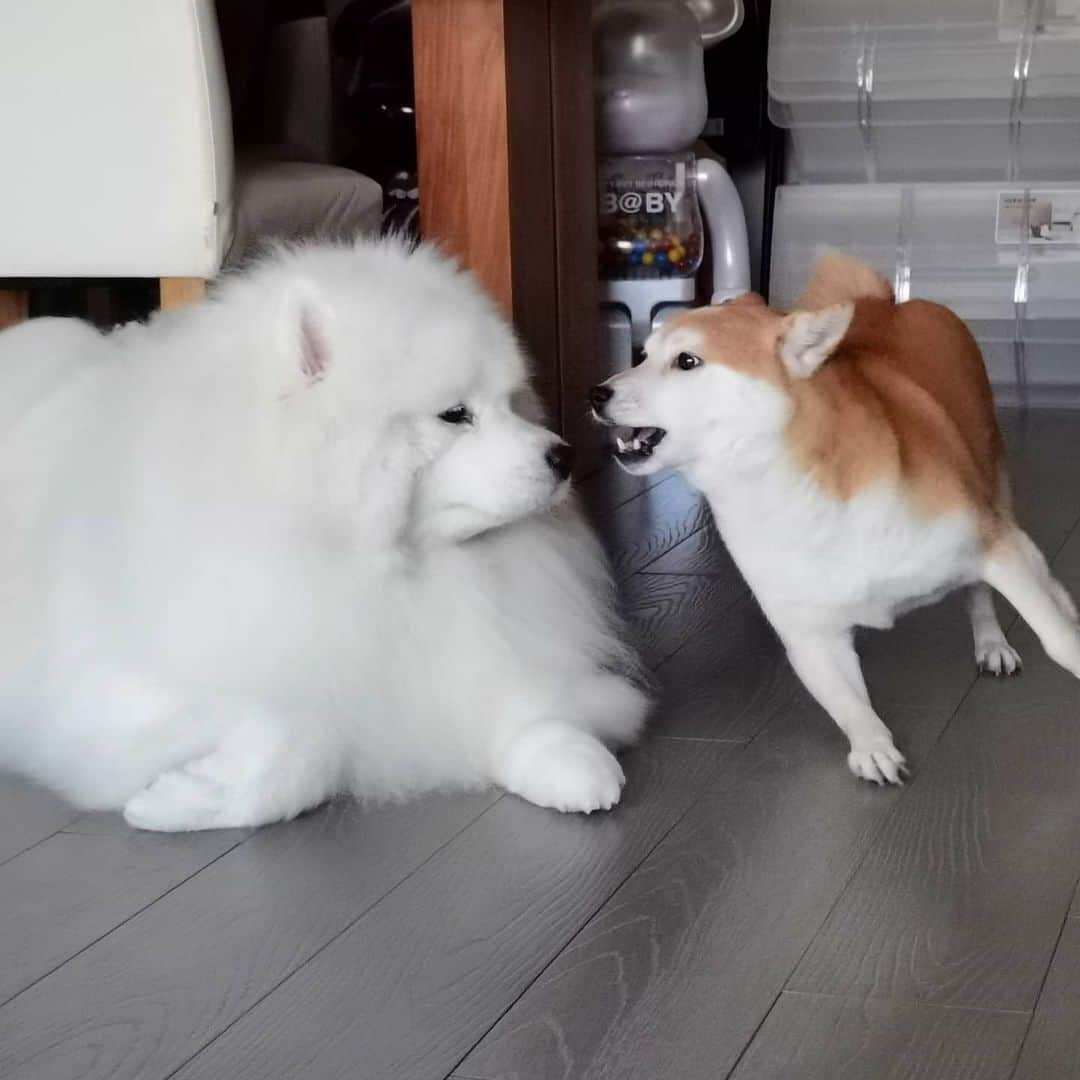 Alex Toのインスタグラム：「😂😂😂 #cute #dog #doglover #dogsofinstagram #dogoftheday #dogofthedayjp #dogstagram #fluffy #hkig #hongkong #ilovemydog #instadog #instagood #instamood #instagraphy #shibainu #samoyedoninstagram #pet #petlovers #petsofinstagram #petstagram #photooftheday #puppy #pupsofinstagram #samoyed #samoyedsofinstagram #webstagram #犬 #サモエド」