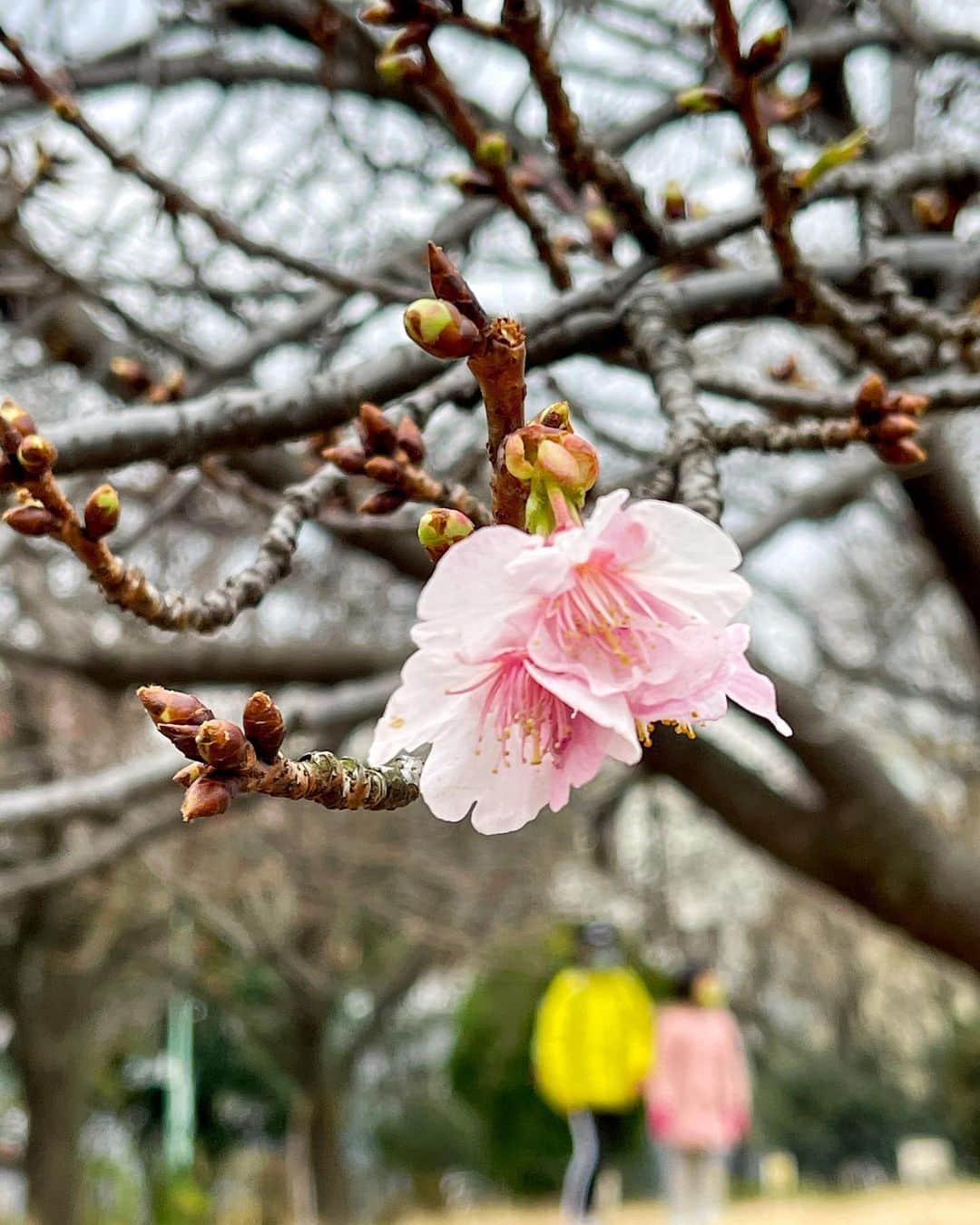 エミ・マイヤーのインスタグラム：「Spring buds 🤝 👀💕春の予感！🌸 #sakura #桜」