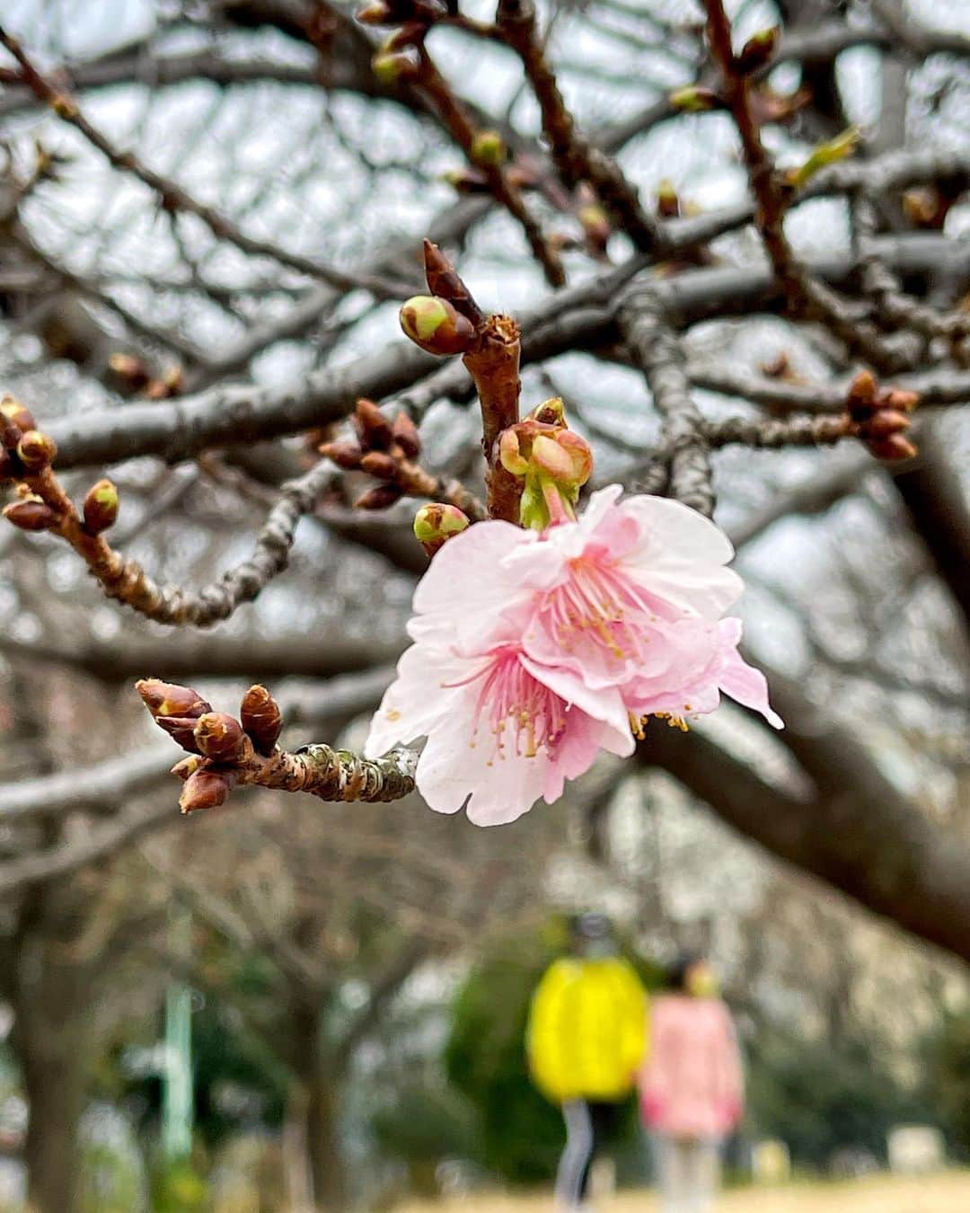 エミ・マイヤーさんのインスタグラム写真 - (エミ・マイヤーInstagram)「Spring buds 🤝 👀💕春の予感！🌸 #sakura #桜」1月18日 14時09分 - emimeyer
