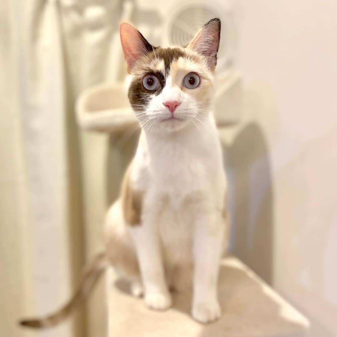相沢あいのインスタグラム：「しぃちゃんは鳩豆顔だね。そしてあなた、そんな柄でしたっけ… #しぃさぁ姉妹 _  #cat #kitten #catstagram #catsofinstagram #catsagram #子猫 #保護猫 #保護ねこ #仔猫 #ねこ #cat_of_instagram #cat_of_world #catlife #catlover #catlovers #fluffy #fluffycat #にゃんすたぐらむ #ねこすたぐらむ #仔猫」