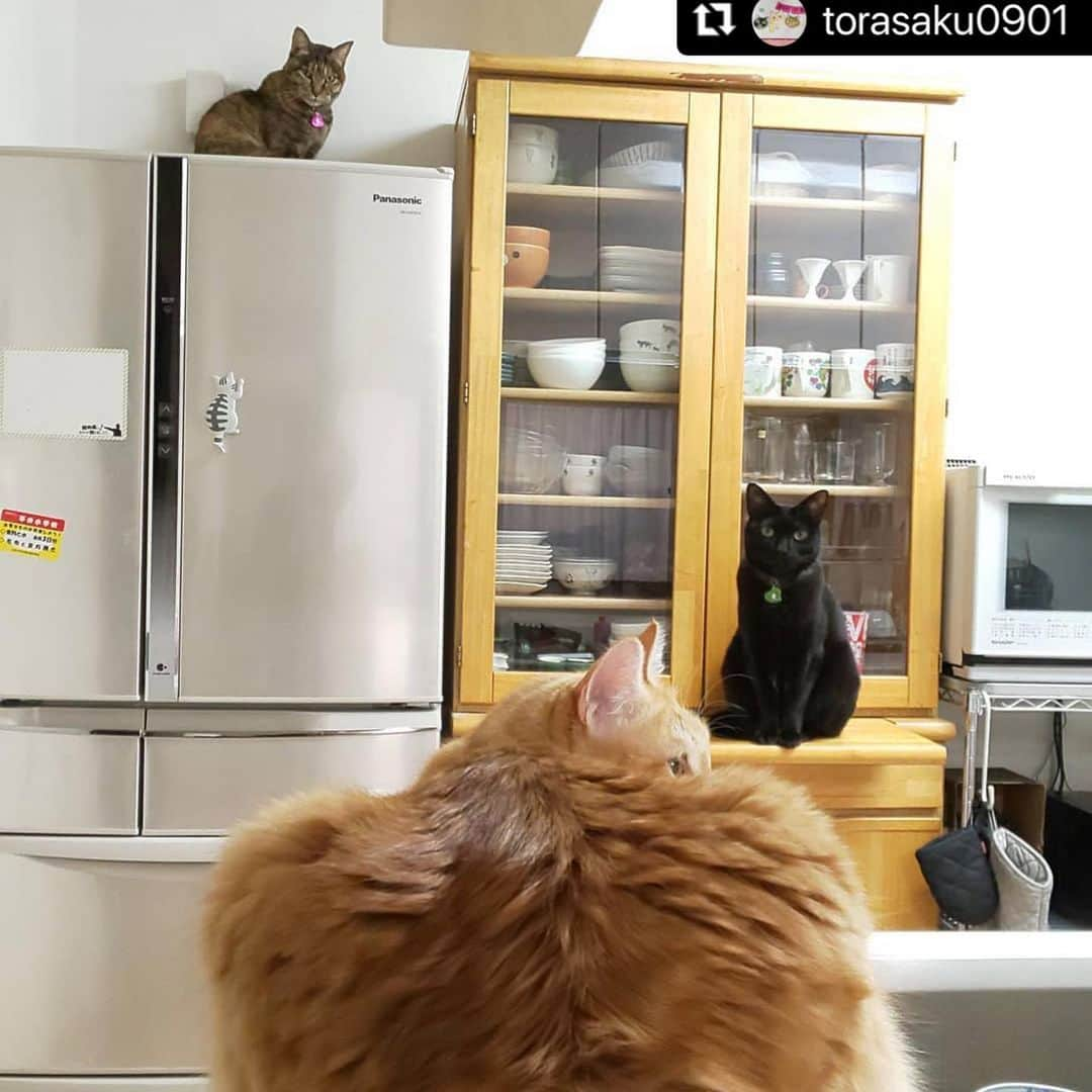 ねこさんのインスタグラム写真 - (ねこInstagram)「【#ねこは人を笑顔にする 】❣️ キッチンに住み着くねこたち💕 @torasaku0901 さん、ありがとうっ⛄️⭐️ #Repost @torasaku0901 with @make_repost ・・・ おはにゃん💕 ソーシャルディスタンスを常に 心掛けているわが家の子達😁😁  良い週末を🍺  . #トラサクリリー #らぶにゃん兄妹  #ソーシャルディスタンスは大切 #仲良しショットが見たい  #キッチンに大集合 #sippoストーリー #今日のうちの子🐶🐱 #大事な家族🐱  #neko_magazine  #nyancon01  #ペトこと猫部 #petokotoインスタモデル  #ペコねこ部  #らぶにゃんるうむ #ねこのいる暮らし  #ねこのきもち #ipet #サンデイ  #猫びより #保護猫と暮らす  #peppyフォト部 #リビングペット  #サンコーリビングペット #ペット王様のブランチ #ねこは人を笑顔にする #猫会議2021」1月18日 14時30分 - neko_magazine