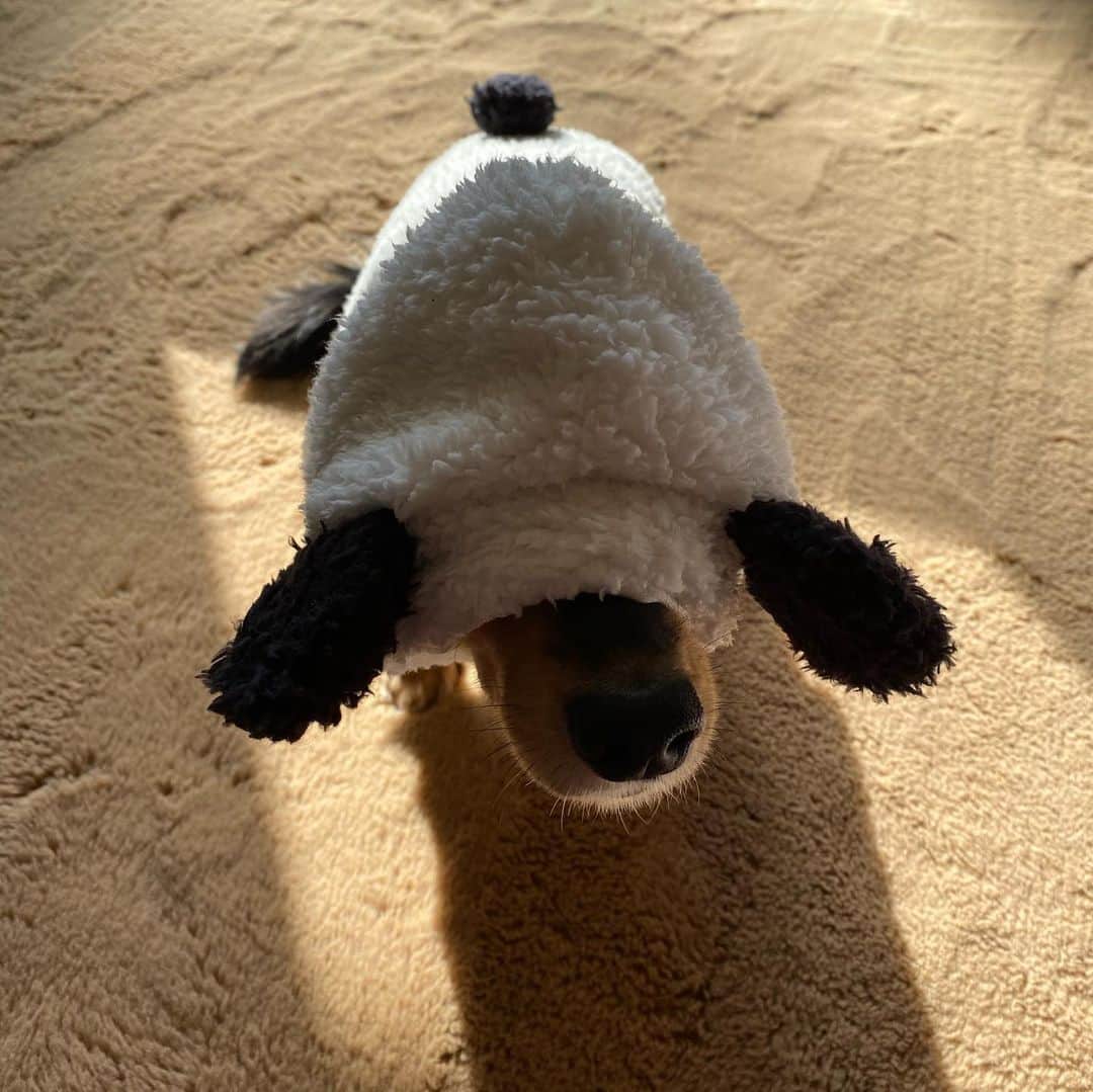 大凪真生さんのインスタグラム写真 - (大凪真生Instagram)「犬🐶+パンダ🐼=🐶🐼  めっちゃ凛々しいけど女の子👱🏻‍♀️」1月18日 15時03分 - mao.aemee_