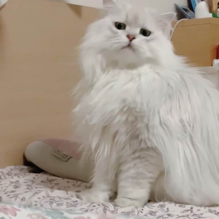후추네큰언니のインスタグラム：「표뎡 너무 귀요움 ㅋㅋㅋㅋㅋㅋㅋㅋㅋㅋㅋㅋㅋㅋ   #후추  #고양이  #냥스타그램 #캣스타그램  #Hoochu #Hoochuthecat #cat #cats #catstagram #catsofinstagram #topcatphoto #bestmeow #ilovecat #cute #fluffy #petstagram #instacats」