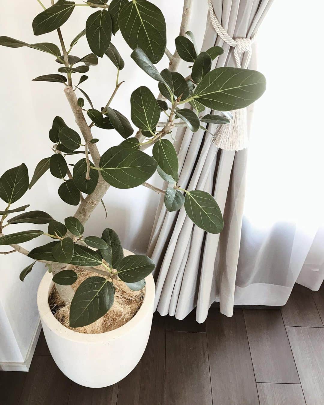 muua777さんのインスタグラム写真 - (muua777Instagram)「:﻿ ﻿ 先日お迎えした初の大型観葉植物﻿ ゴムの木🪴﻿→ 2枚目 ﻿ 買ってから知った花言葉は…﻿ 「永遠の幸せ」﻿ ﻿ 大切に育てよう☺️🤲﻿ ﻿ あったかくなったら﻿ ベランダガーデニングも充実させたい！﻿ ﻿ じゃんじゃか出てくるチャービルは﻿ コスパ最高でおすすめです🌿﻿ ﻿ ﻿ ﻿ ﻿ ﻿ ﻿ ﻿」1月18日 16時32分 - muua777