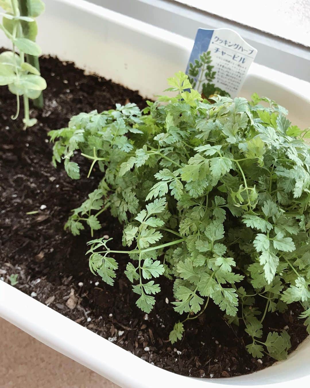 muua777さんのインスタグラム写真 - (muua777Instagram)「:﻿ ﻿ 先日お迎えした初の大型観葉植物﻿ ゴムの木🪴﻿→ 2枚目 ﻿ 買ってから知った花言葉は…﻿ 「永遠の幸せ」﻿ ﻿ 大切に育てよう☺️🤲﻿ ﻿ あったかくなったら﻿ ベランダガーデニングも充実させたい！﻿ ﻿ じゃんじゃか出てくるチャービルは﻿ コスパ最高でおすすめです🌿﻿ ﻿ ﻿ ﻿ ﻿ ﻿ ﻿ ﻿」1月18日 16時32分 - muua777