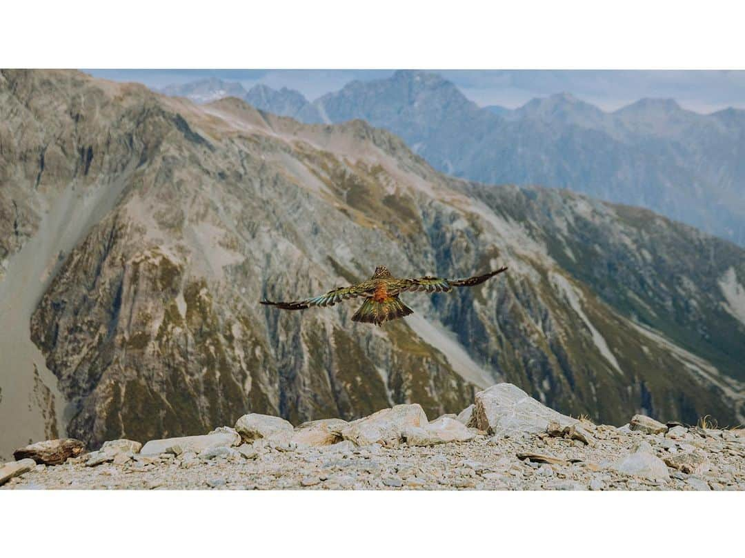 マイケル・ドーソンさんのインスタグラム写真 - (マイケル・ドーソンInstagram)「🦅  #nz #kea #conservation #nzbirds #keabird #nativebirds #dosomethingnewnz」1月18日 16時53分 - mrmikedawson