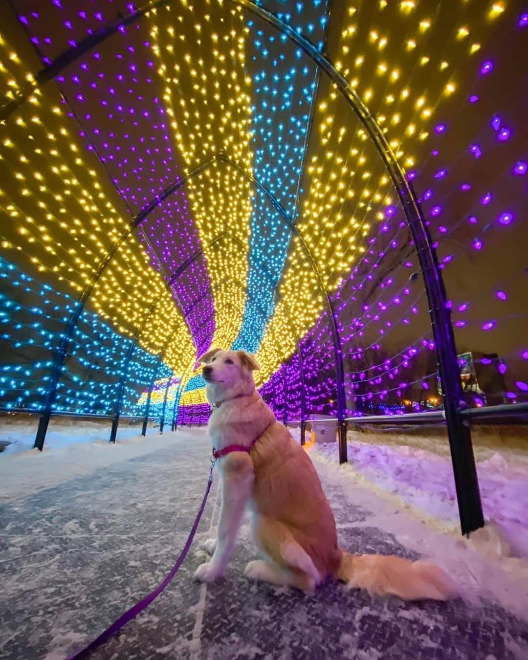 のインスタグラム：「They bring light into our lives - Want to get featured like him? Join “The Barked Club” on FACEBOOK and post something now! 👉 barked.com - 📷 @biskit_the_border_husky - #TheBarkedClub #barked #dog #doggo #BorderCollieMix #HuskyMix」
