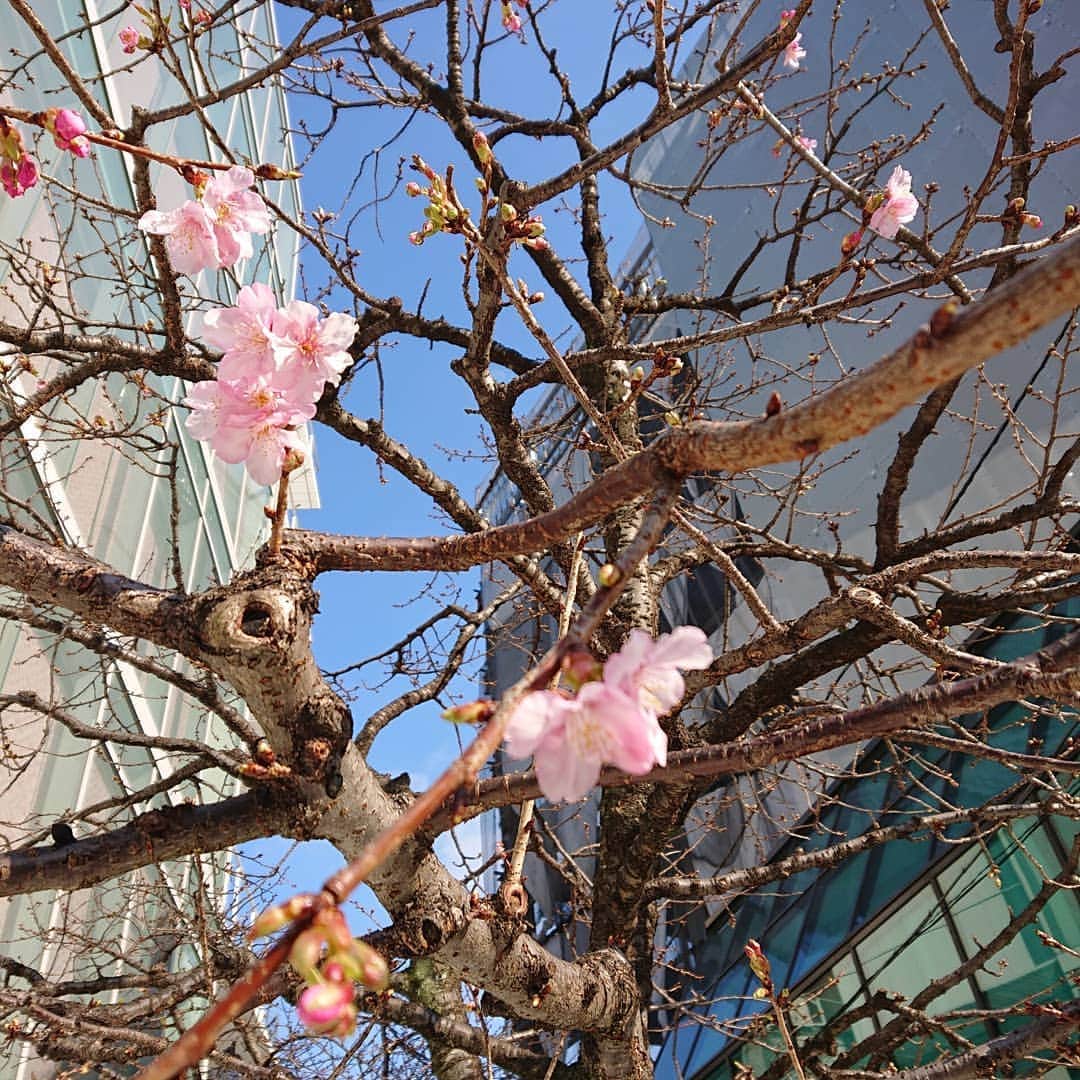 大林素子さんのインスタグラム写真 - (大林素子Instagram)「部屋に籠るが多く たまに出て時に感じる季節の早さ 河津桜🌸今年も、毎年恒例(笑) 同じ木を一番に撮りました」1月18日 17時00分 - m.oobayashi