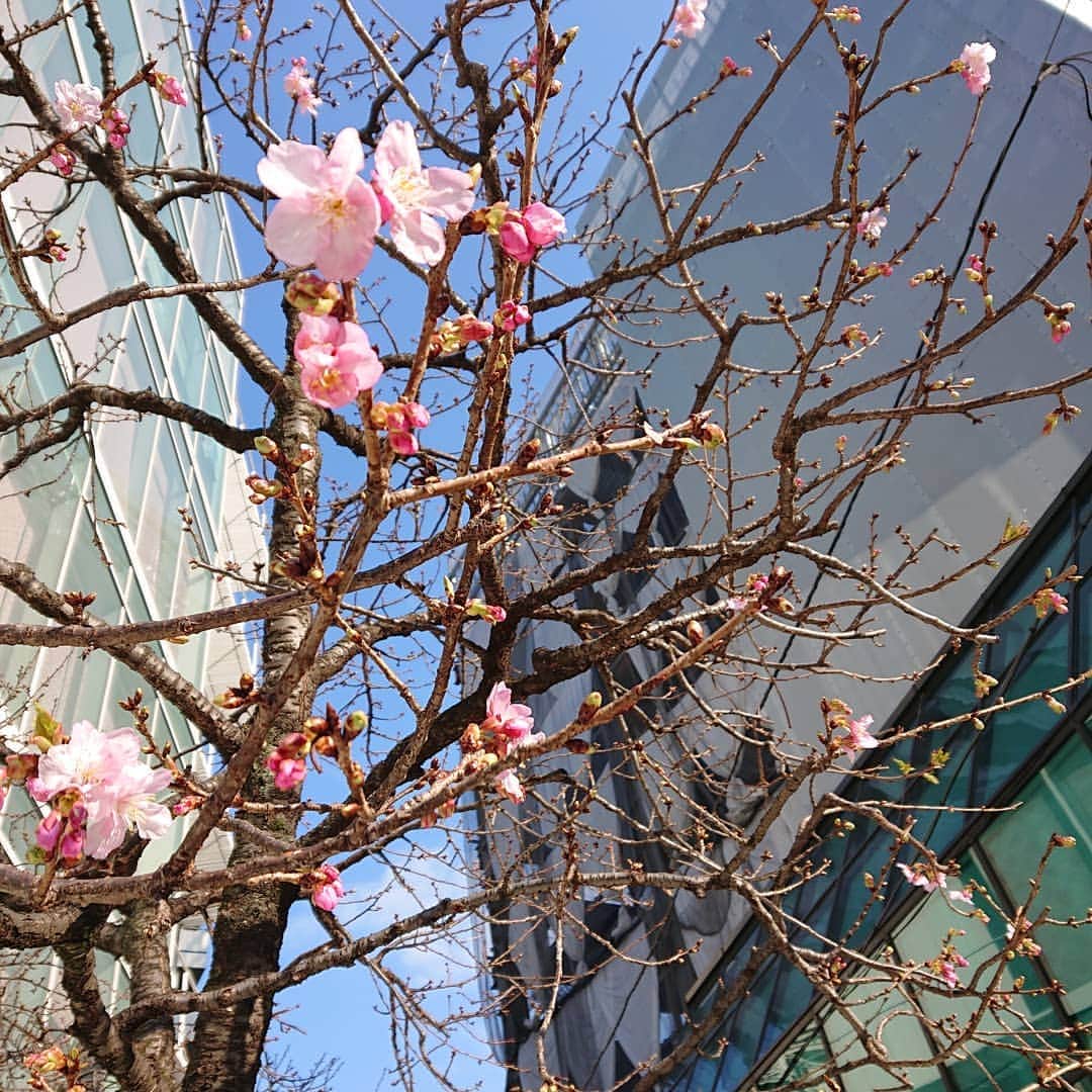 大林素子さんのインスタグラム写真 - (大林素子Instagram)「部屋に籠るが多く たまに出て時に感じる季節の早さ 河津桜🌸今年も、毎年恒例(笑) 同じ木を一番に撮りました」1月18日 17時00分 - m.oobayashi