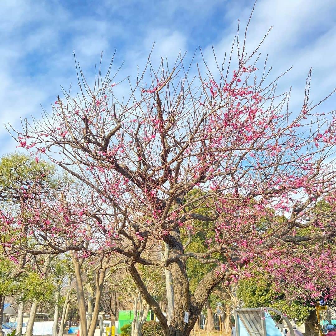 山田みおさんのインスタグラム写真 - (山田みおInstagram)「お散歩したら寒紅梅が綺麗に咲いていました😍🌸 ㅤ ㅤ   ———————————— 在宅ワークで人生が変わった私の自己紹介  👇　👇　👇 youtube📺 山田みお　ドローマイライフで検索 _______________________________  💖子育てママ×在宅ワーク🏠 ✨ママのミカタ学校講師✨ 　 　　　　　山田みお _______________________________ #子育てママと繋がりたい #子どものいる暮らし #赤ちゃんのいる暮らし  #ベビスタグラム  #子育てグラム  #ig_kids  #ig_baby  #3人育児  #4歳男の子  #1歳女の子  #babyboy  #成長記録  #育児記録  #育児あるある  #親バカ部 #ベビフル  #ワーママ  #ワーママの勉強垢  #ワーママコーデ  #在宅ワーク  #在宅ワークママ  #ママのミカタ学校」1月18日 17時15分 - 30yamada_zaitaku