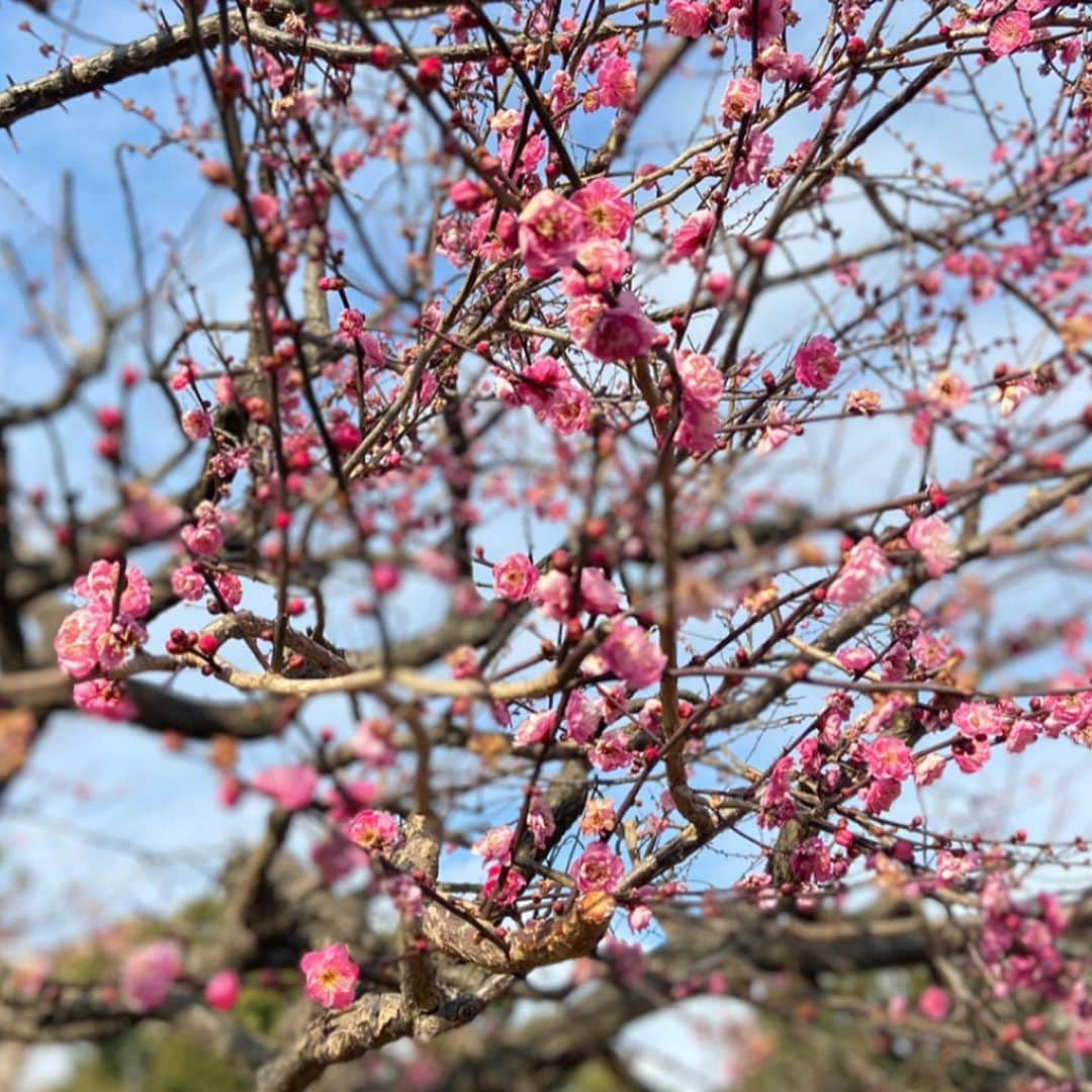 山田みおのインスタグラム：「お散歩したら寒紅梅が綺麗に咲いていました😍🌸 ㅤ ㅤ   ———————————— 在宅ワークで人生が変わった私の自己紹介  👇　👇　👇 youtube📺 山田みお　ドローマイライフで検索 _______________________________  💖子育てママ×在宅ワーク🏠 ✨ママのミカタ学校講師✨ 　 　　　　　山田みお _______________________________ #子育てママと繋がりたい #子どものいる暮らし #赤ちゃんのいる暮らし  #ベビスタグラム  #子育てグラム  #ig_kids  #ig_baby  #3人育児  #4歳男の子  #1歳女の子  #babyboy  #成長記録  #育児記録  #育児あるある  #親バカ部 #ベビフル  #ワーママ  #ワーママの勉強垢  #ワーママコーデ  #在宅ワーク  #在宅ワークママ  #ママのミカタ学校」