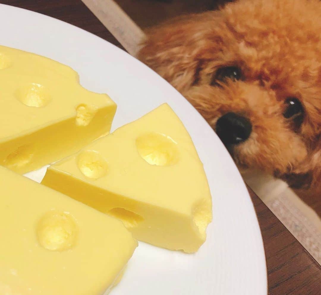 小椋寛子さんのインスタグラム写真 - (小椋寛子Instagram)「トムとジェリーのチーズ風🧀チーズケーキ作りました😊 チョコが狙ってます🐶  #トムとジェリーのチーズケーキ #🧀  #チョコには犬用のチーズあげました☺️ #トイプードル #toypoodle #いぬすたぐらむ #チーズケーキ #お菓子作り」1月18日 17時19分 - ogura_hiroko