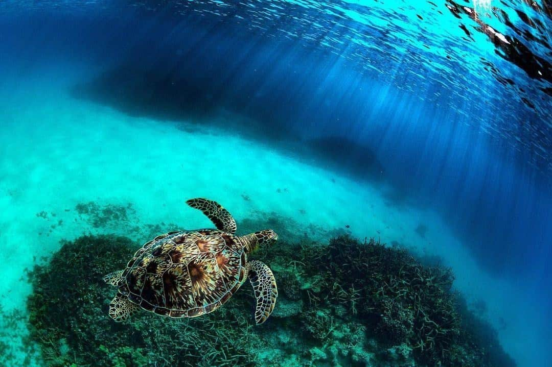 JALさんのインスタグラム写真 - (JALInstagram)「. Peacefully taking in the sounds of waves and the sight of sea turtles at Hateruma Island. #NewJourneyJanuary  海の音とウミガメに癒やされる #波照間島 🐢 . . Photo by @tamaki_nakajima_okinawa Post your memories with #FlyJAL  #JapanAirlines #japan #okinawa #naturegeography」1月18日 17時30分 - japanairlines_jal