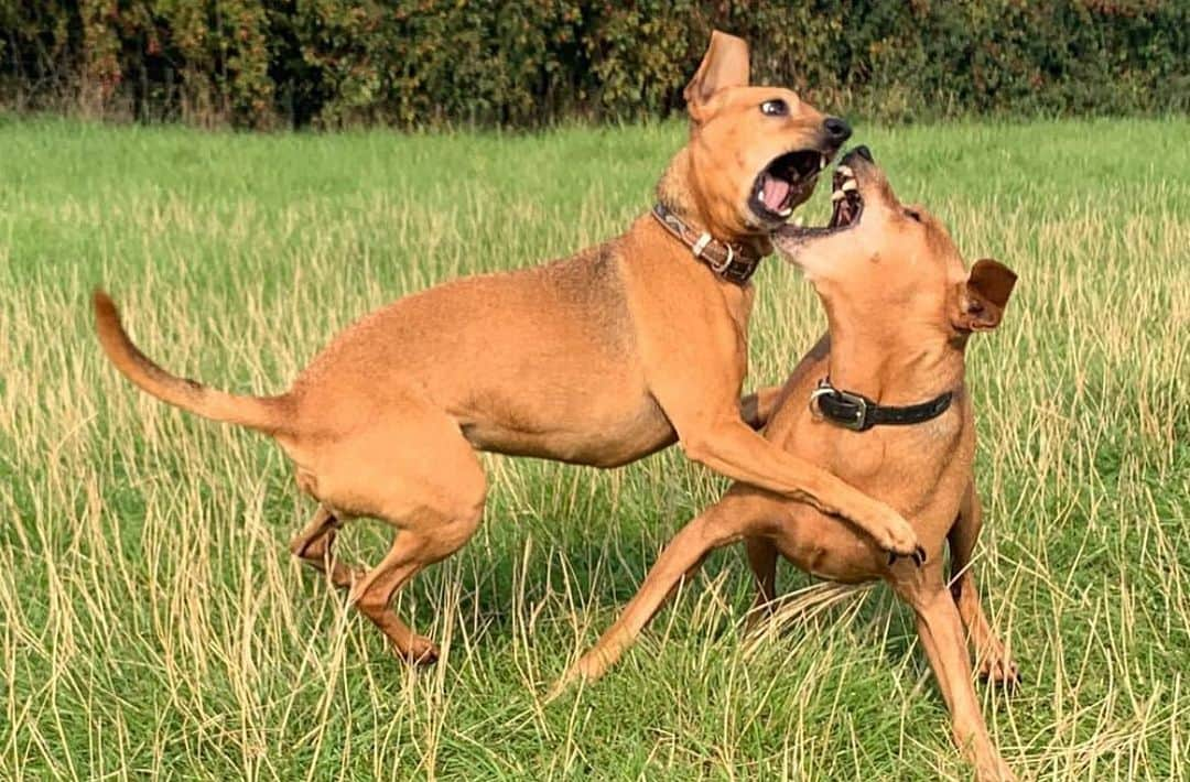 キム・ジョーンズのインスタグラム：「Happy 9 th birthday Dexy and Lulu ❤️❤️❤️」