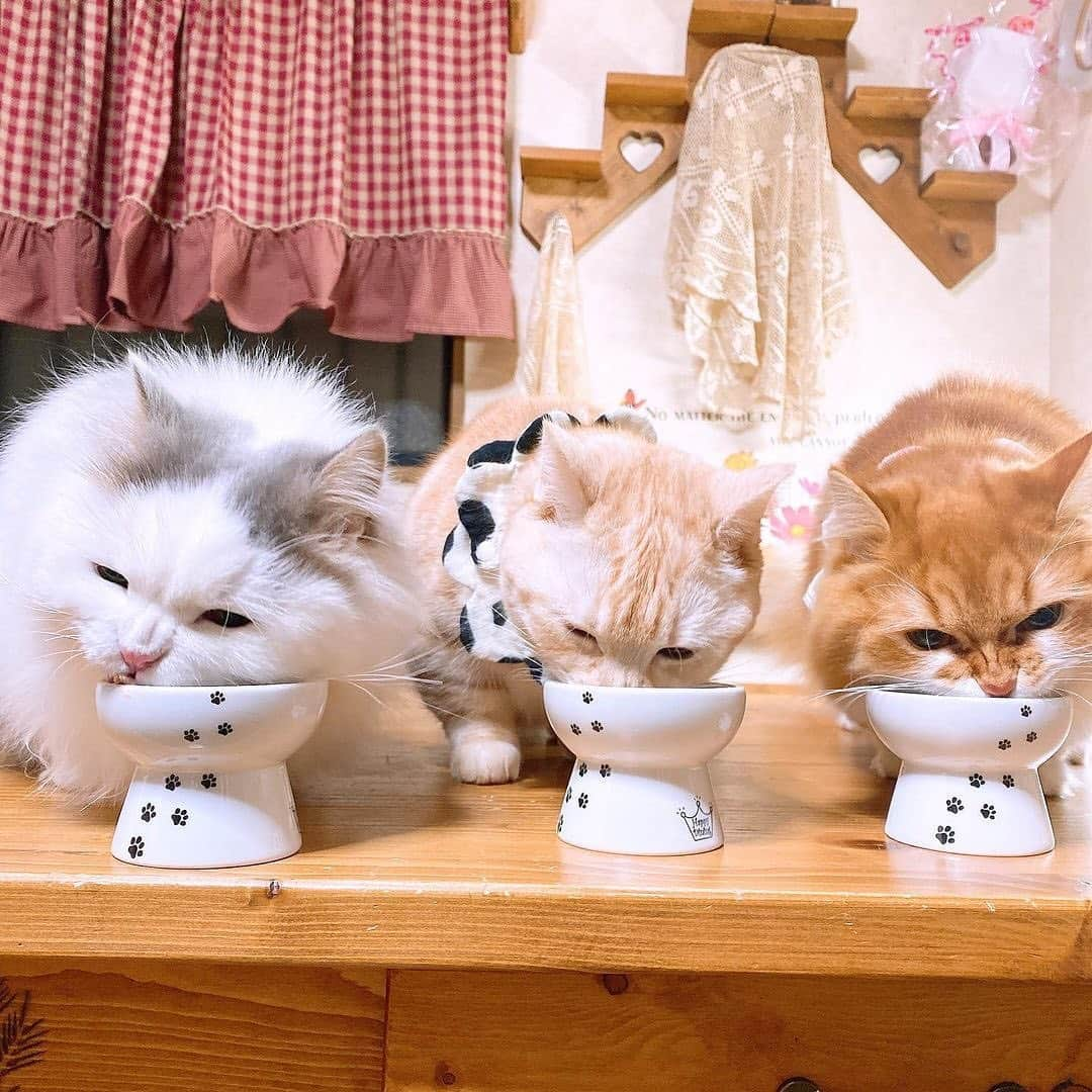 猫壱（ねこいち•ネコイチ）さんのインスタグラム写真 - (猫壱（ねこいち•ネコイチ）Instagram)「. 【#お年玉猫壱2021 】 ▫ みんにゃでモグモグ😋 ▫ #仲良しご飯🍚 #なんだか食べるお顔がそっくり🐱 ▫  ▫  @mimi.hana.fu.273 さんありがとうございました😆💕✨  ▫ ▫ :::::::::#猫壱 ::::::: #猫壱キャンペーン 1月はお正月らしいお写真と猫壱全商品を対象に可愛いお写真や動画を募集中👍✨ お写真の商品は#ハッピーダイニング　#ハッピーおやつ皿 猫柄でした。 ▫ ▫︎ 対象の猫壱商品をお持ちの方は @necoichicojp から応募要項をチェックして是非ご応募くださいね❤ ▫」1月18日 17時49分 - necoichicojp