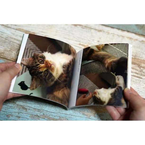 Photobackさんのインスタグラム写真 - (PhotobackInstagram)「本日ご紹介する作品は ミヌエットのラン@あり家の猫 (@arikenoneko)さまの一冊🐈 とってもキュートな 猫ちゃんをおさめた一冊です🥰 . 『2020年に念願の猫を 飼いはじめたので、 家に来てからの記録を 本として残して おきたかったため 作成をしました。 . また、猫のYouTubeチャンネルを 持っているため、 フォトブックのつくり方が 参考になるのでは、 と感じ作成に至りました。 . 実際に作成してみると 綺麗なデザインの フォトブックを 簡単につくることが できてとても感動しました。 とても満足しています😊』 と、ミヌエットのラン@あり家の猫 (@arikenoneko)さま🙋‍♀️ . ペットの写真を フォトブックに される方は多いですが、 こちらの作品は とにかく写真の クオリティも高く、 まるで作品集のような 出来栄えになっています💗 . 中面のレイアウトもバリエーションを 持たせて使われているので、 余すこと無く猫ちゃんの魅力が 伝わってきますね😌 . こちらの作品では、 ALBUMの36ページが つかわれています📖 CDサイズのコンパクトな アイテムだからこそ、 いつでも気軽に 取り出して読むことが できますよ🎉 . ミヌエットのラン@あり家の猫 (@arikenoneko)さま、 今回は素敵な作品を ありがとうございました🌿 . #photoback #フォトバック #フォトアルバム #フォトブック #フォトブックづくり #アルバム #photo #写真 #photoback作品紹介2021 #ALBUM #猫 #ねこすたぐらむ #猫のいる暮らし #猫のいる生活 #写真好きな人と繋がりたい #写真集 #cat #子猫 #可愛い #ミヌエット」1月18日 18時00分 - photoback.jp