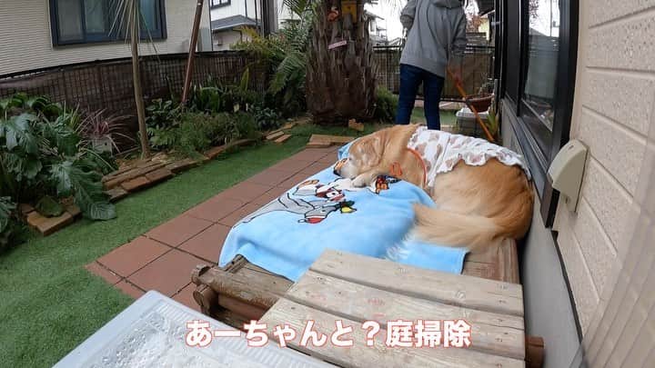 まゆみのインスタグラム：「。 。 #本日のYouTube より 毎日20時？配信😂 。 リアルタイム更新出来なくてごめんね だいたい前日の事を投稿しています😅夜な夜な編集しています😅 だいたいね😂 。 ぺーはにーちゃんガチ勢なので にーちゃんがいると 全く姿を表さない 2階から降りてくる時は 2人で降りてくる😂 ドアが閉まってるわけではないんだよ 顔は階段の方見つめて 全ての音を聞き漏らさないの😂 何か食べるかなーと思って振り向くといる😂 。 食べたらまた2階へ走ってく🐗💨 。 。 #一緒に住んでるけど #近所のゴールデンみたいな🤣 #お散歩も断られる #ひとりぼっちのあーちゃんは #母ガチ勢😂💖🐶 #うふふー💖 。 。 昨夜のLIVEで今日がぱんぱんの日と教えてもらった🤣 みんな優しいし忘れっぽい私に色々教えてくれる😂 今日は本当にぱんぱんの日だったよー🐶🙌🏻🐶🙌🏻 ありがとねー🤣 明日のYouTubeもお楽しみに  。 。 #ゴールデンレトリバー#goldenretriever#dog#犬#あーるん#golden#retriever#doglover#insta_dog#ぺんぺん子ちゃん#welovegoldens#Instagram#Instagramjapan#Instagramdogs#9gag#dogstagram#dogsofinstagram#dogs#doggy」