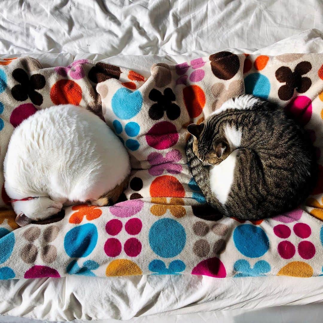 池田有希子のインスタグラム：「アンモニャイツ。 Two ammonyaites unearthed.   #catstagram #ammonite」