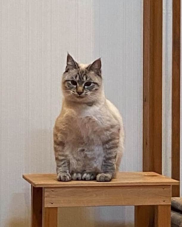 のインスタグラム：「When you forget how to cat 📸 siwasiwaaaaa (TW) - #cat #ねこ #9gag」