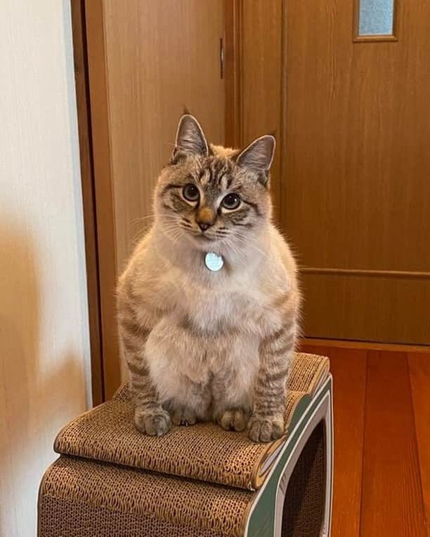 9GAGさんのインスタグラム写真 - (9GAGInstagram)「When you forget how to cat 📸 siwasiwaaaaa (TW) - #cat #ねこ #9gag」1月18日 18時18分 - 9gag