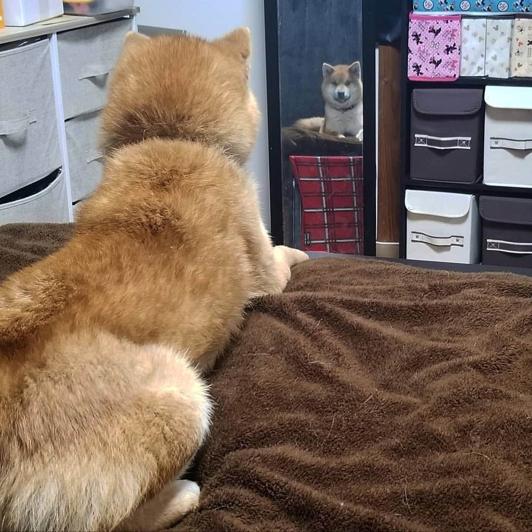 柴犬たま Shibainu Tamaのインスタグラム