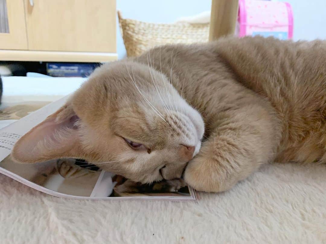 ひのき猫さんのインスタグラム写真 - (ひのき猫Instagram)「オマメ場所移動。  今度はひのきがおネムです(笑)  テーブル下、ホットカーペットで暖かいし、大人気です(^^)」1月18日 18時37分 - hinoki.cute.kitten
