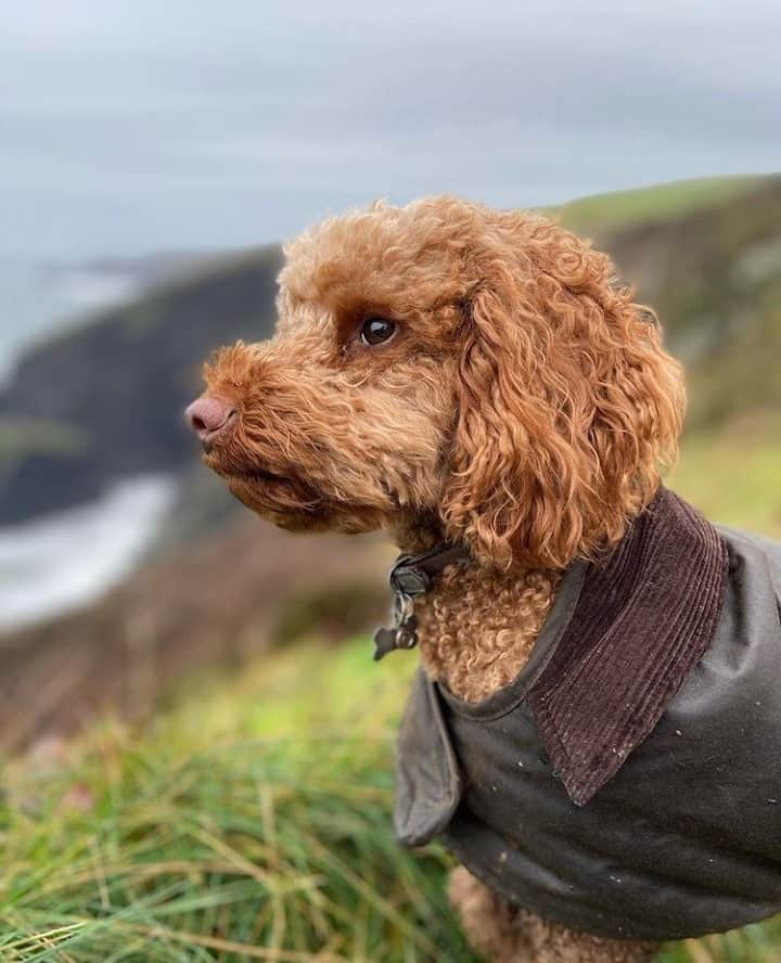 Barbour Japanのインスタグラム