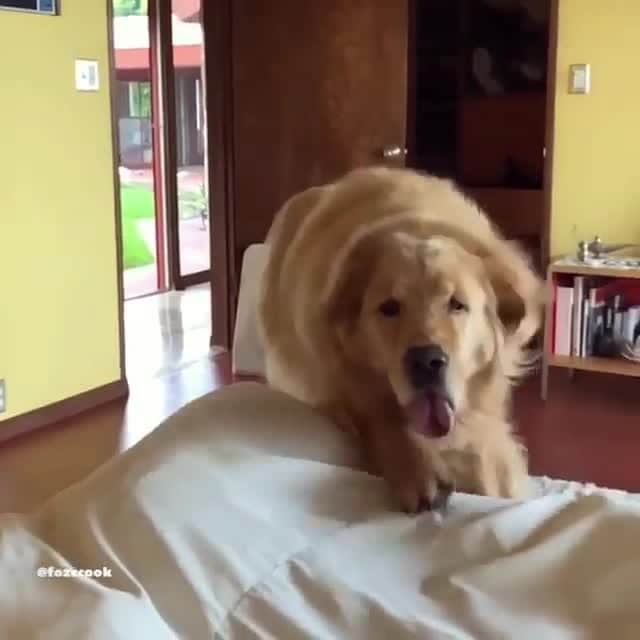 のインスタグラム：「Incoming morning kisses!!!⠀ By @fozzcook⠀ -⠀ #goldenretriever #9gag」