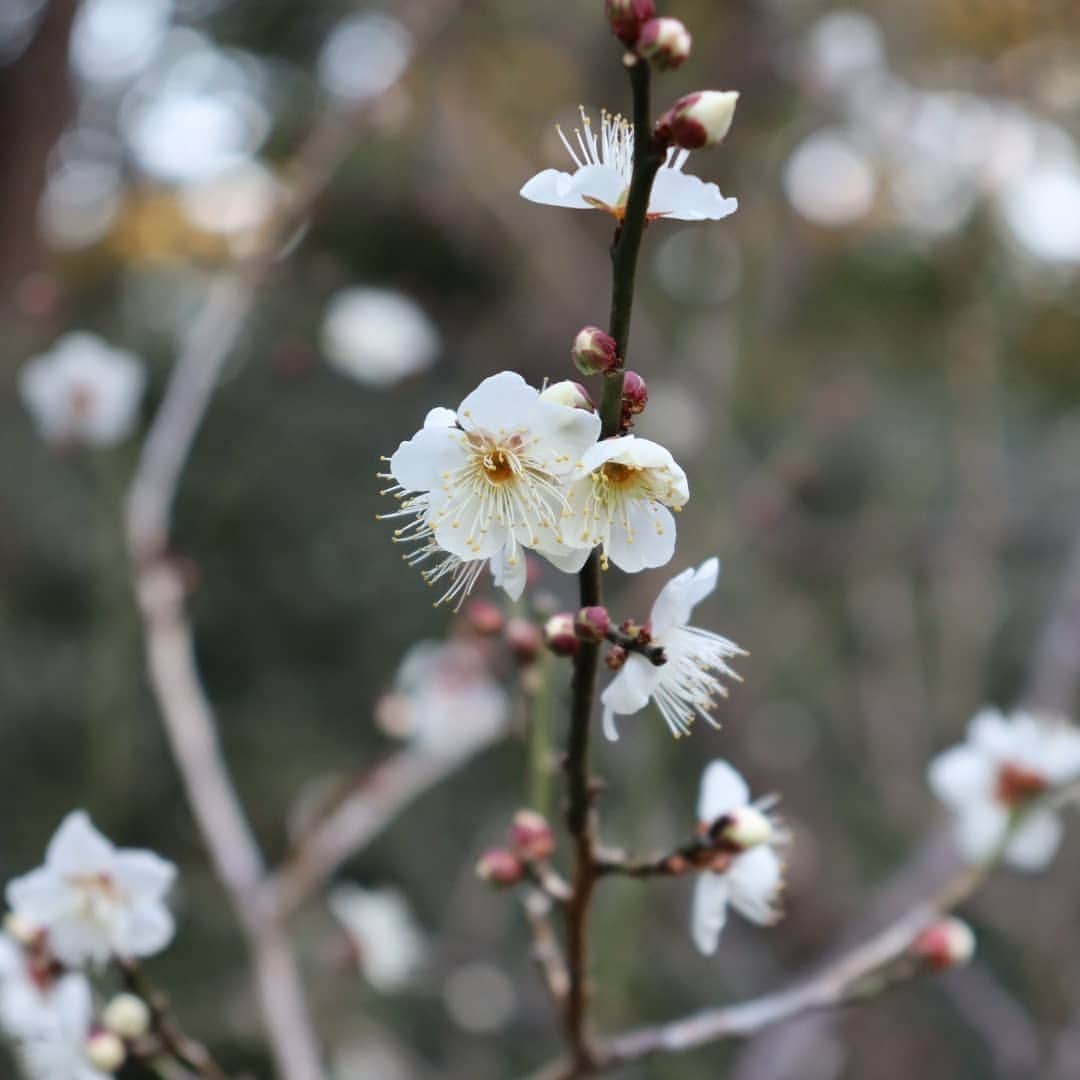 千種ゆり子さんのインスタグラム写真 - (千種ゆり子Instagram)「今日、東京でウメの開花が観測されました🏵平年より8日早く、去年より9日早い開花です。 . それを聞いて、咲いてるウメを近所で探したら、ありましたぁ☺️ . やっぱり植物には癒やされます♪ . ※標本木ではありません  . #気象予報士 #梅 #ウメ #開花 #癒やし」1月18日 19時06分 - chikusa_yuriko