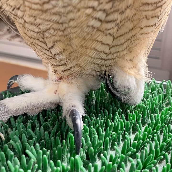 GEN3 Owlのインスタグラム：「足 leg #owl #owlgaru #フクロウ」