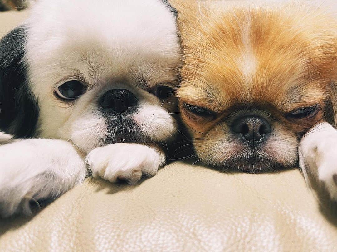 juntowaのインスタグラム：「そんなにくっつかなくたって。#くっつき虫#すやすや」