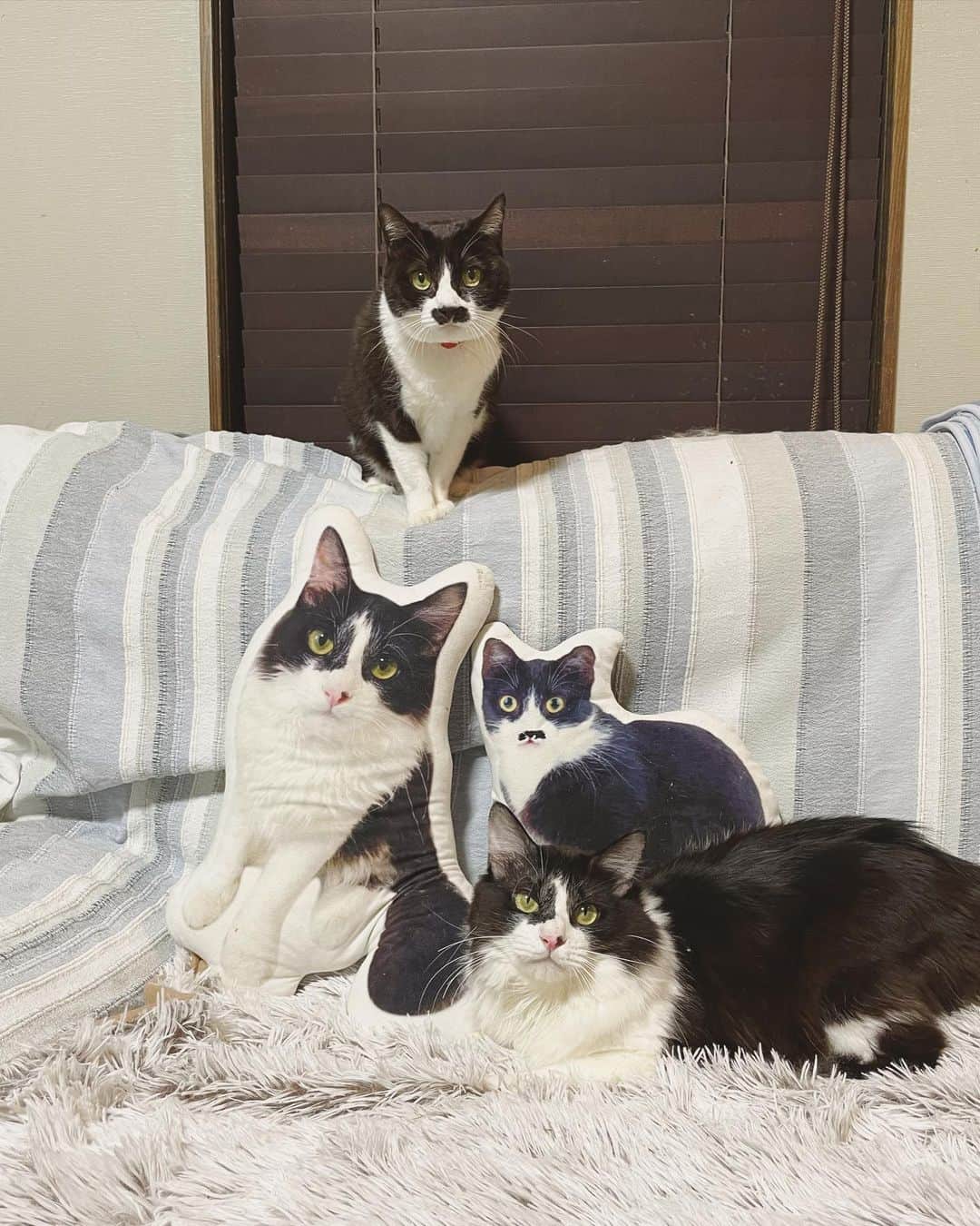 もじゃころのインスタグラム：「家族写真🐶🐱  #坂東玉隠しシャシャ丸  #チョッチュ具志コロペッペ」