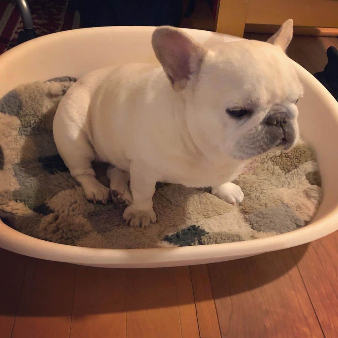タニム（マーブル母）のインスタグラム：「* ねむねむマーブルです くびれが全くありませんが 本犬は気にしていません * #昨日動物病院で健康診断しました #体重10.2kg #痩せなきゃいけないけど #ご隠居生活では痩せないね #私のアモーレ🐷❤️」
