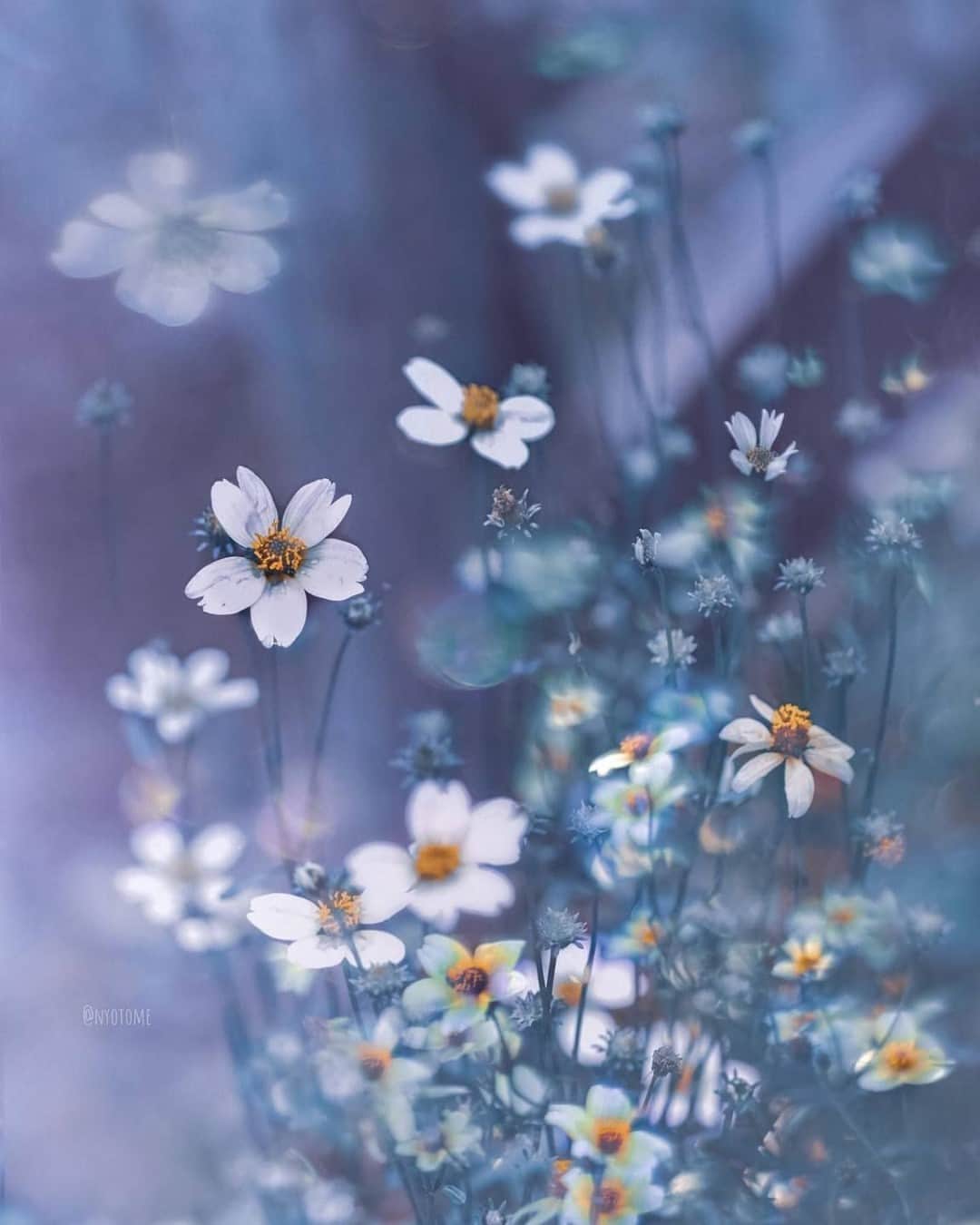 花の写真館のインスタグラム：「Photo by @nyotome.⠀ https://instagram.com/nyotome/⠀ .⠀ Original Post[投稿いただいたURL]⠀ https://www.instagram.com/p/CIlJqUGM05B/⠀ .⠀ 本アカウントは、 #私の花の写真 をつけてInstagramに投稿された皆さまの花の写真や、「花の写真館」Facebookページで投稿された花の写真を紹介します。⠀ 「花の写真館」Facebookページは、「 @floral.photograph 」のプロフィールにあるURLからご覧ください。⠀ .⠀ ※各自、政府、自治体など公的機関の指示に従った行動をお願いします。⠀⠀ 東京カメラ部および分室では、写真を「見る楽しみ」を提供することを通して、微力ながら皆様にわずかな時間でも癒しをお届けしたいと思っております。⠀ ※本アカウントは東京カメラ部がFacebook、Instagramのサービスを利用して運営しているもので、Facebook社・Instagramとは一切関係ありません。⠀ .⠀ #花の写真館 #floralphotograph #floralphoto #flower #flowers⠀ Follow: @floral.photograph」