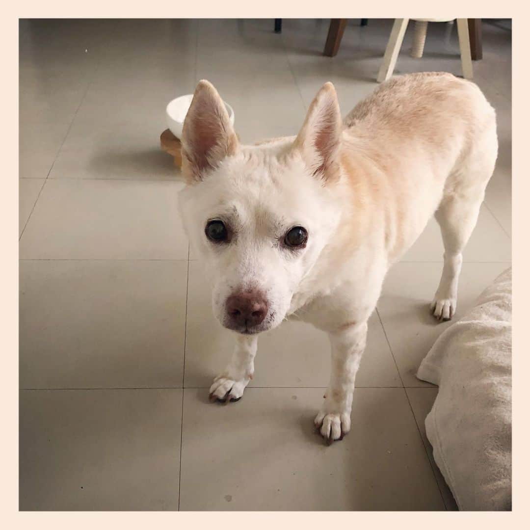 パンといっぴきのインスタグラム：「#元保護犬 #雑種犬 #crossbreed #mixdog #キップル14歳」