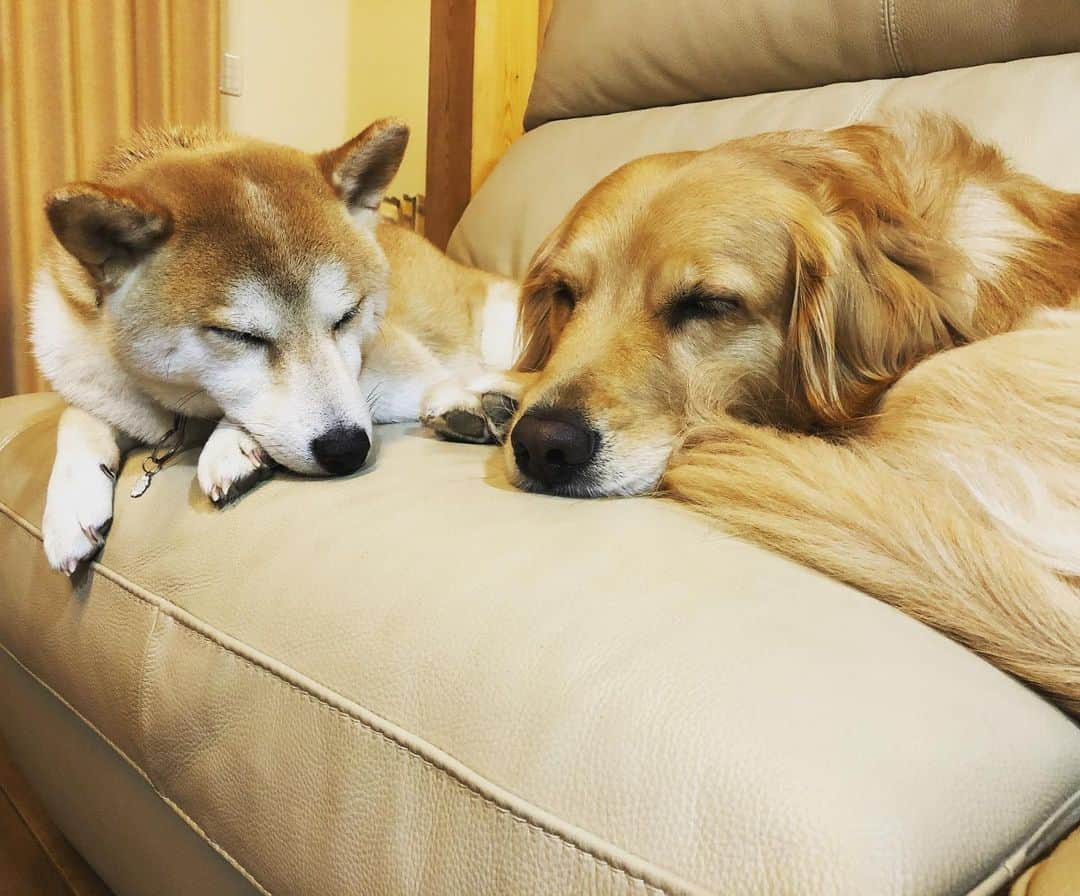 篠原信一さんのインスタグラム写真 - (篠原信一Instagram)「仲良しで💤 おやすみワン💤💤  #柴犬 #しばいぬ #ゴールデンレトリバー #小鉄とニコの大冒険  #shibainu #goldenretriever #いぬすたぐらむ #いぬのいる暮らし #犬との暮らし #仲良し #寝る #ねんね  #💤」1月18日 19時58分 - kotetu__niko