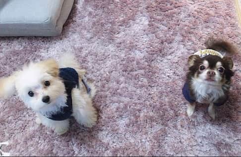 のインスタグラム：「さきとまるが遊びに来てくれたんだけど😂💗🌼 犬たち🐶可愛すぎて癒された😂  . #マック会#犬会#おうちday #安定のさき#おともだち #まろさん#まるさん#チワワ #マルプー#可愛い#dog #instadog」