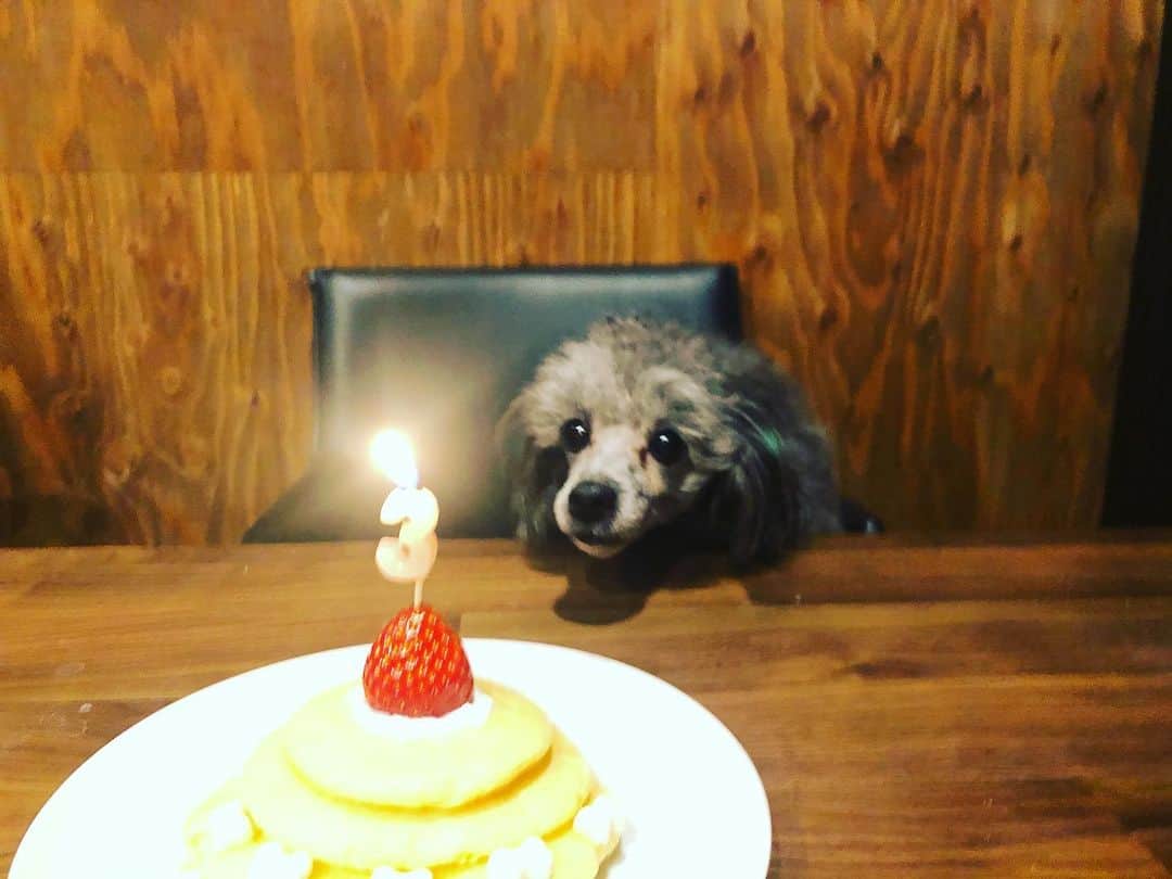鈴井貴之さんのインスタグラム写真 - (鈴井貴之Instagram)「1月18日はマラドーナ君 #トイプードル  3歳の誕生日です。 米粉で作ったケーキでお祝いです。」1月18日 19時59分 - suzuitakayuki