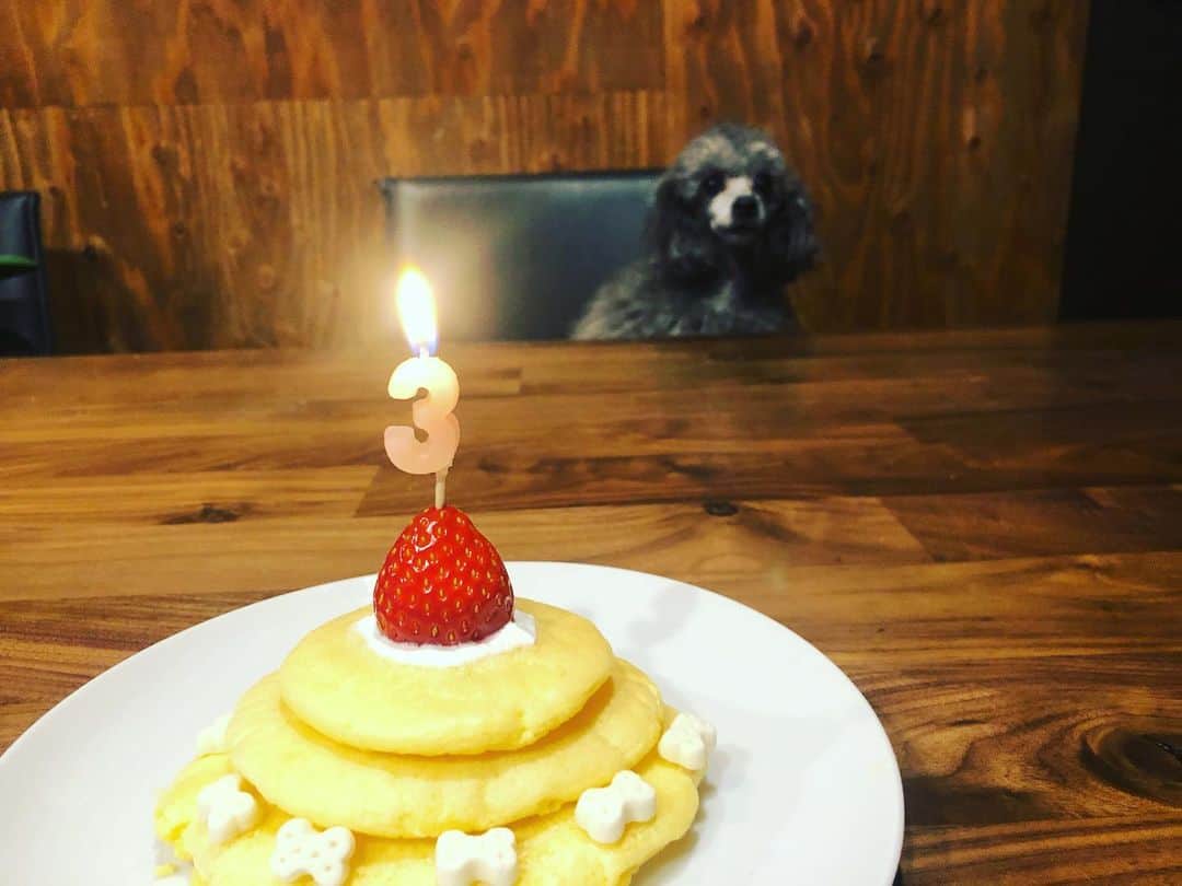 鈴井貴之さんのインスタグラム写真 - (鈴井貴之Instagram)「1月18日はマラドーナ君 #トイプードル  3歳の誕生日です。 米粉で作ったケーキでお祝いです。」1月18日 19時59分 - suzuitakayuki
