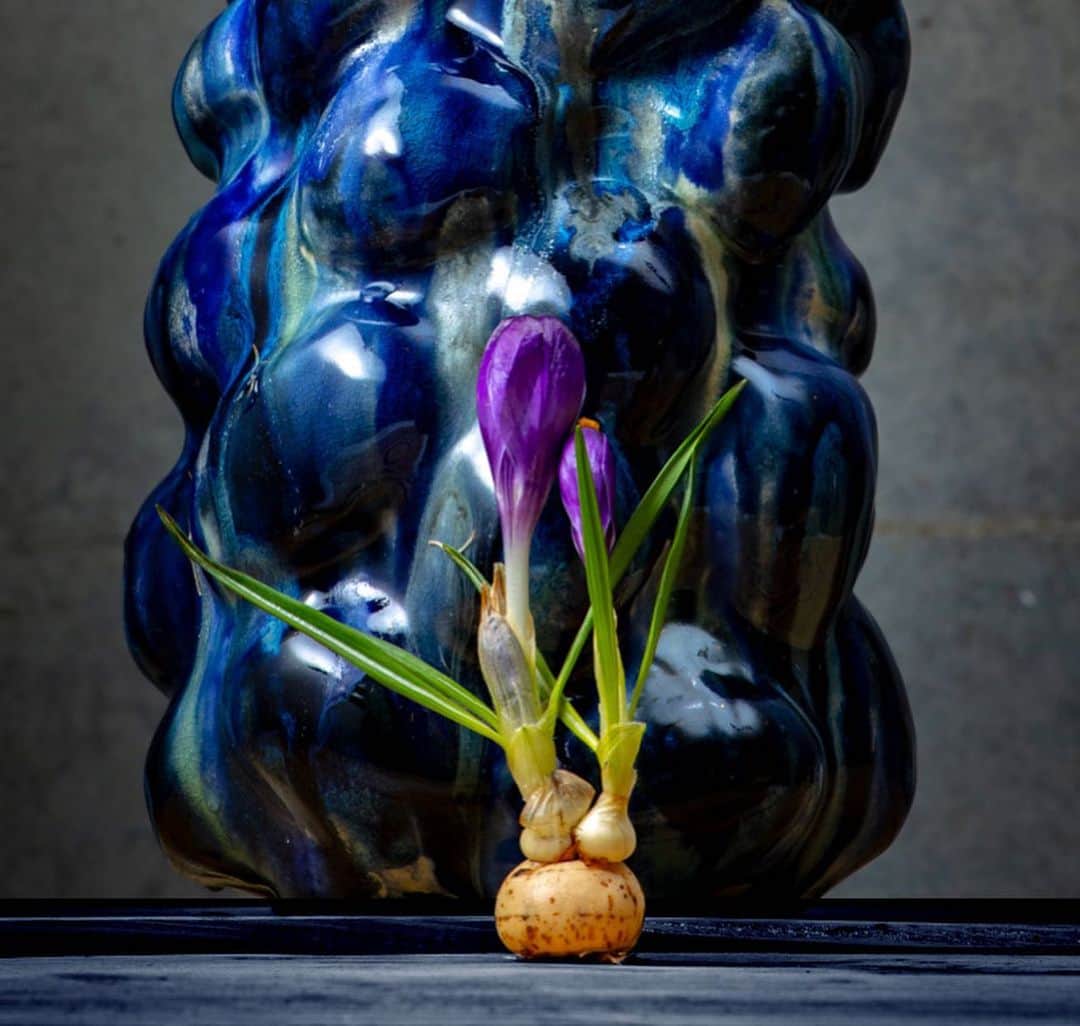 ニコライ・バーグマン・フラワーズ＆デザインさんのインスタグラム写真 - (ニコライ・バーグマン・フラワーズ＆デザインInstagram)「Purple 💜 crocus on a @muff_ceramics vase. #crocus #nicolaibergmann #spring #ニコライバーグマン」1月18日 20時10分 - nicolaibergmann
