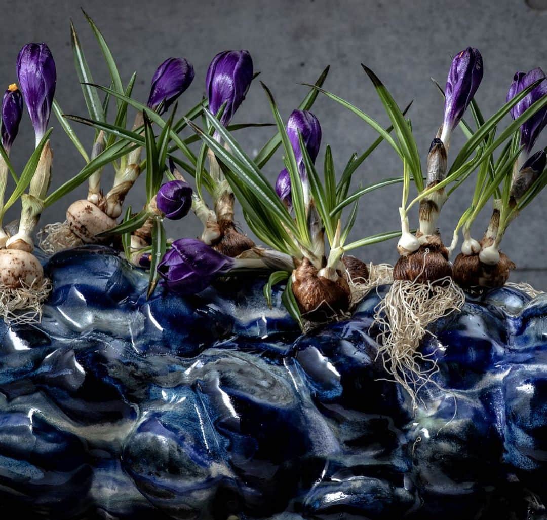 ニコライ・バーグマン・フラワーズ＆デザインさんのインスタグラム写真 - (ニコライ・バーグマン・フラワーズ＆デザインInstagram)「Purple 💜 crocus on a @muff_ceramics vase. #crocus #nicolaibergmann #spring #ニコライバーグマン」1月18日 20時10分 - nicolaibergmann